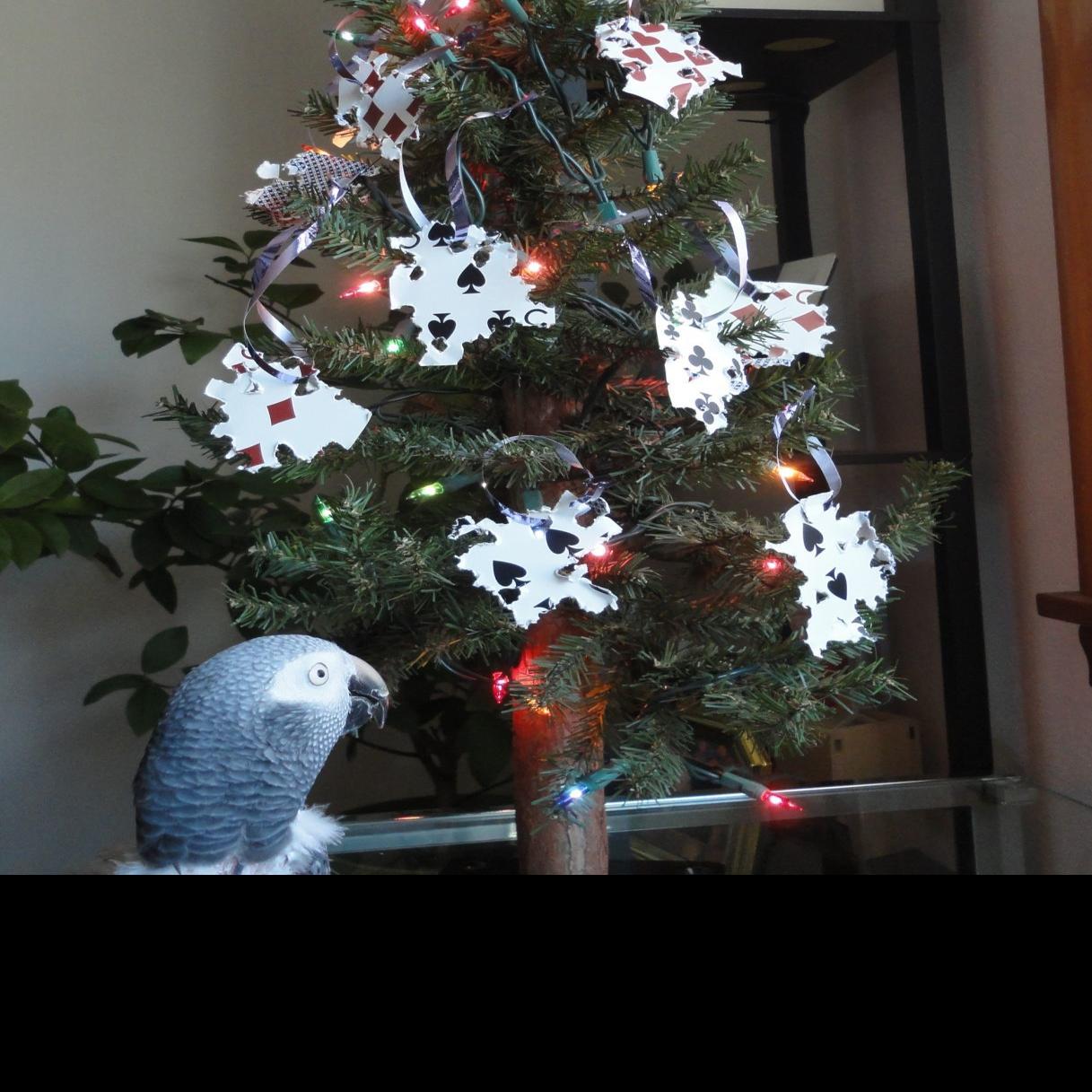 Muscatine Plans Live Christmas Tree Collection Local