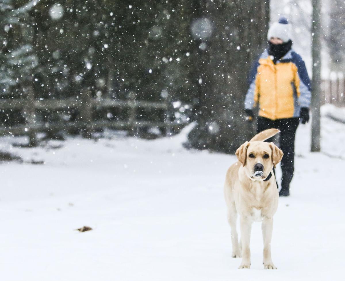Owners encouraged to keep an extra eye on pets as cold weather rolls in