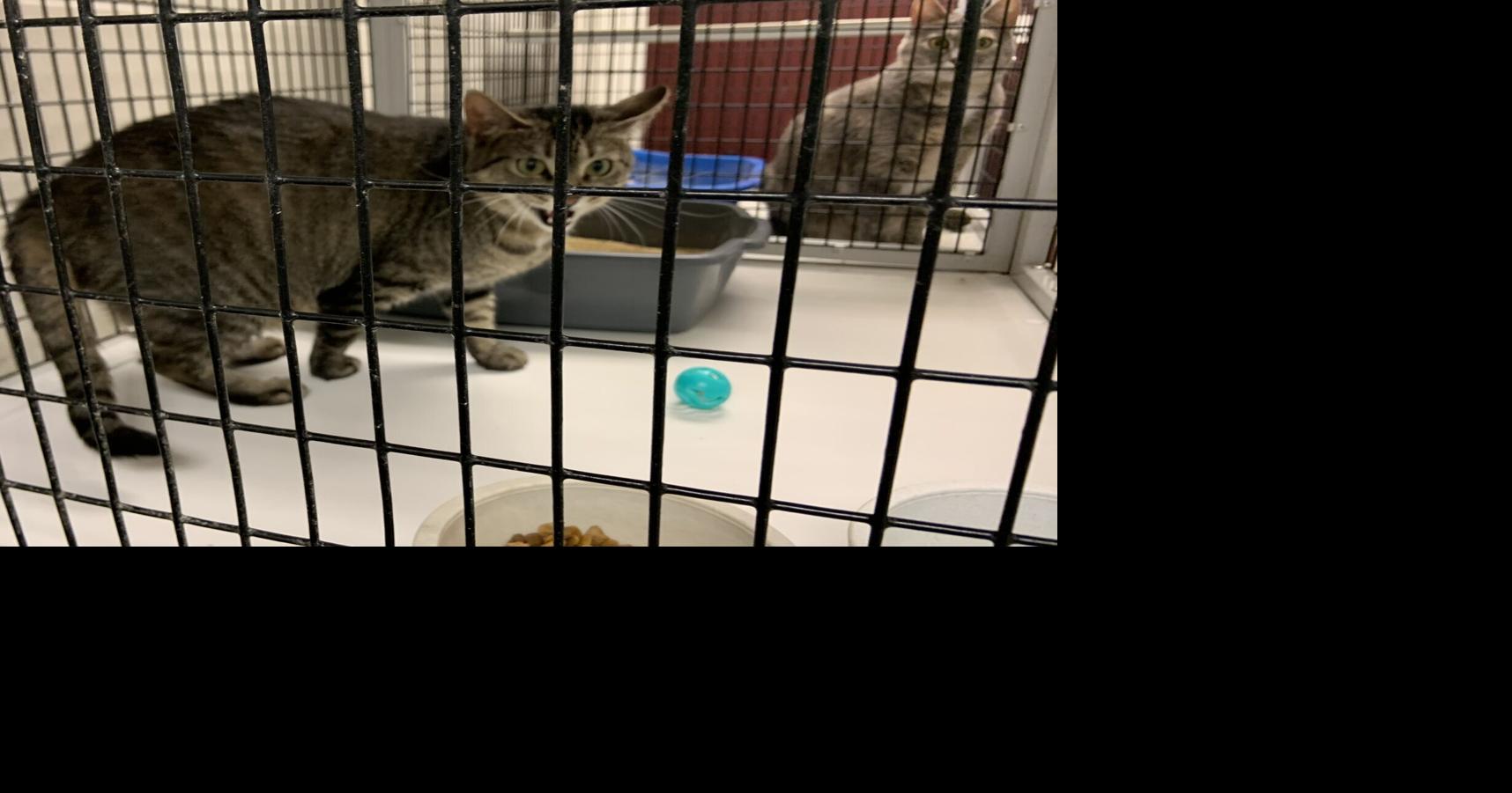 Muscatine Humane Society holds “Clear the Shelter” week, reduced fees for all animals