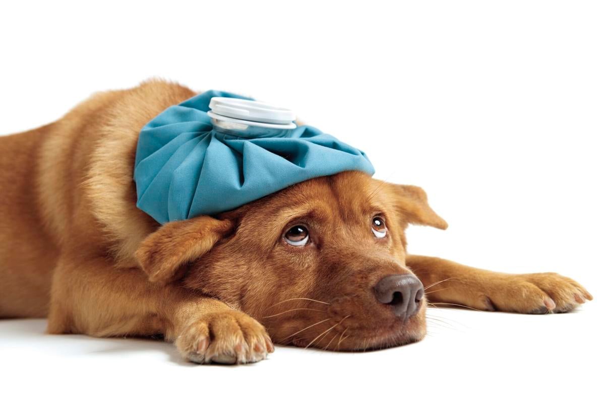 Sick dog