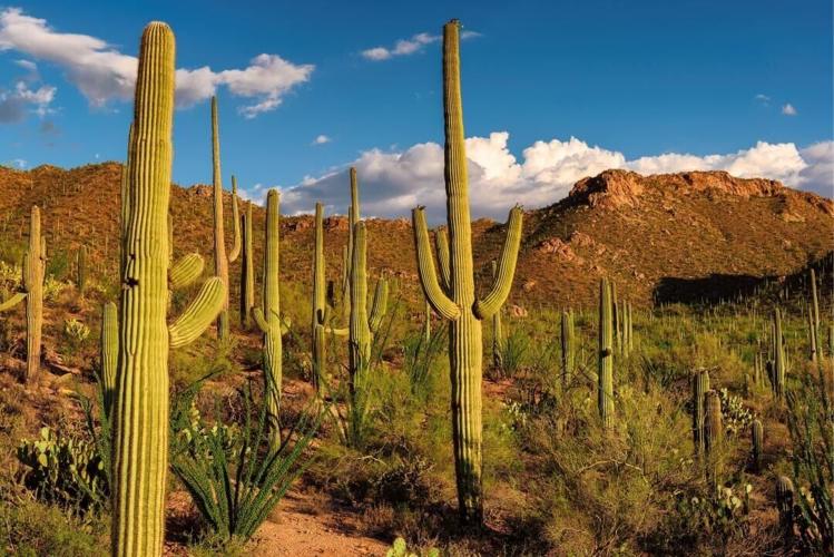 #21. Tucson, Arizona