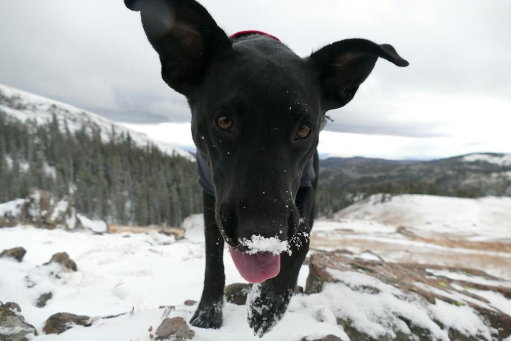 Is ice melt safe for dogs? Here’s how to protect your pets