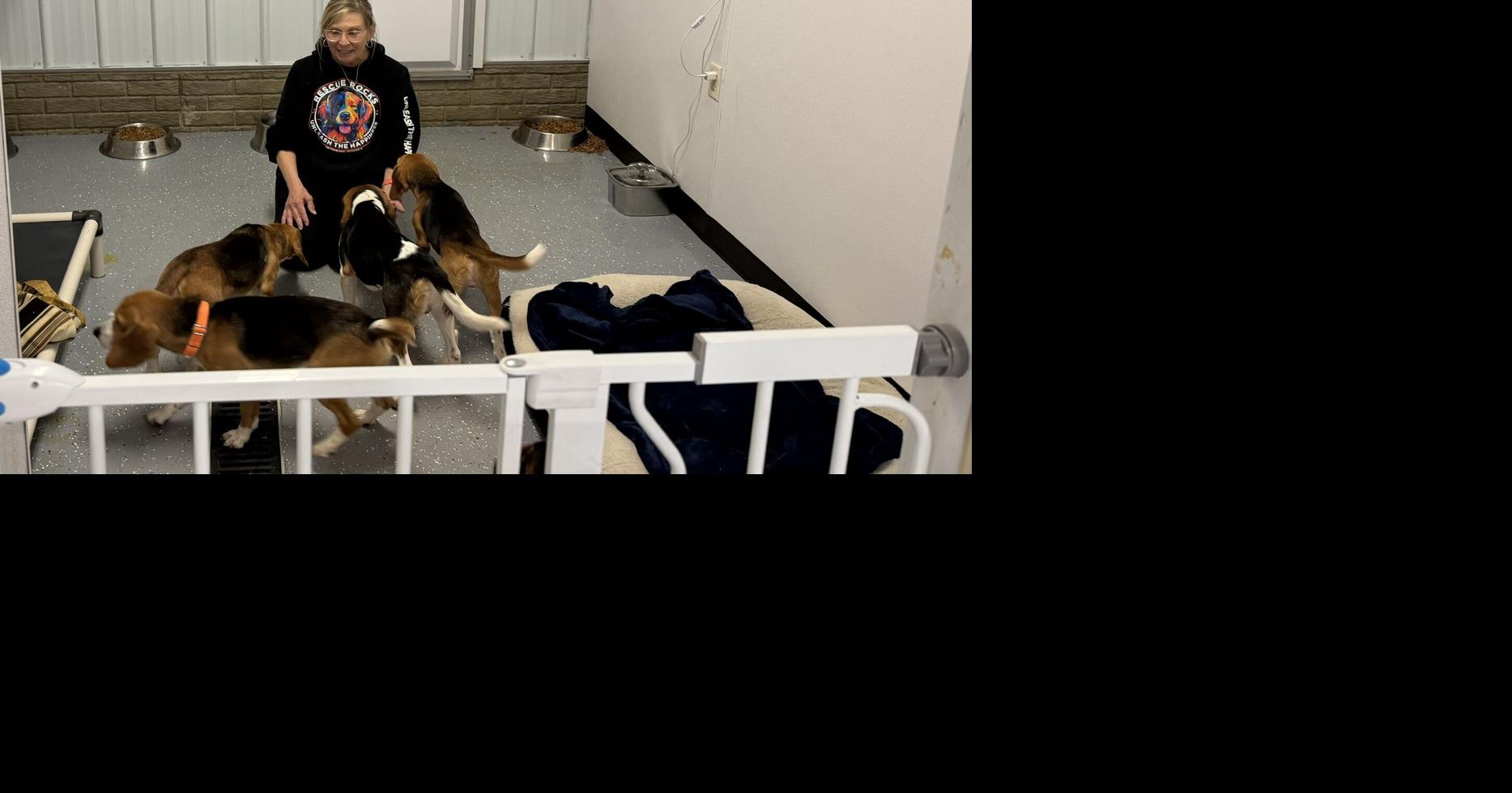Davenport shelter takes in 10 Star Wars-named beagles freed from Wisconsin facility