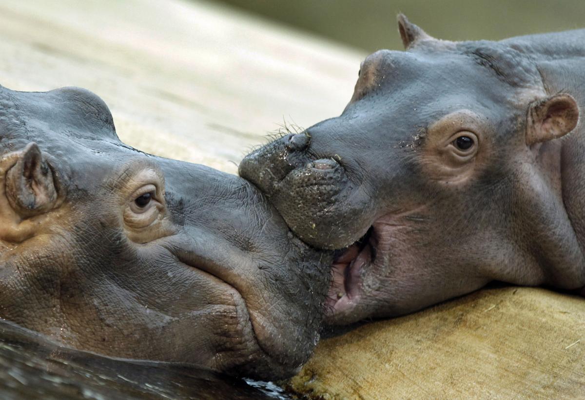 21 photos of baby hippos to celebrate National Hippo Day Features