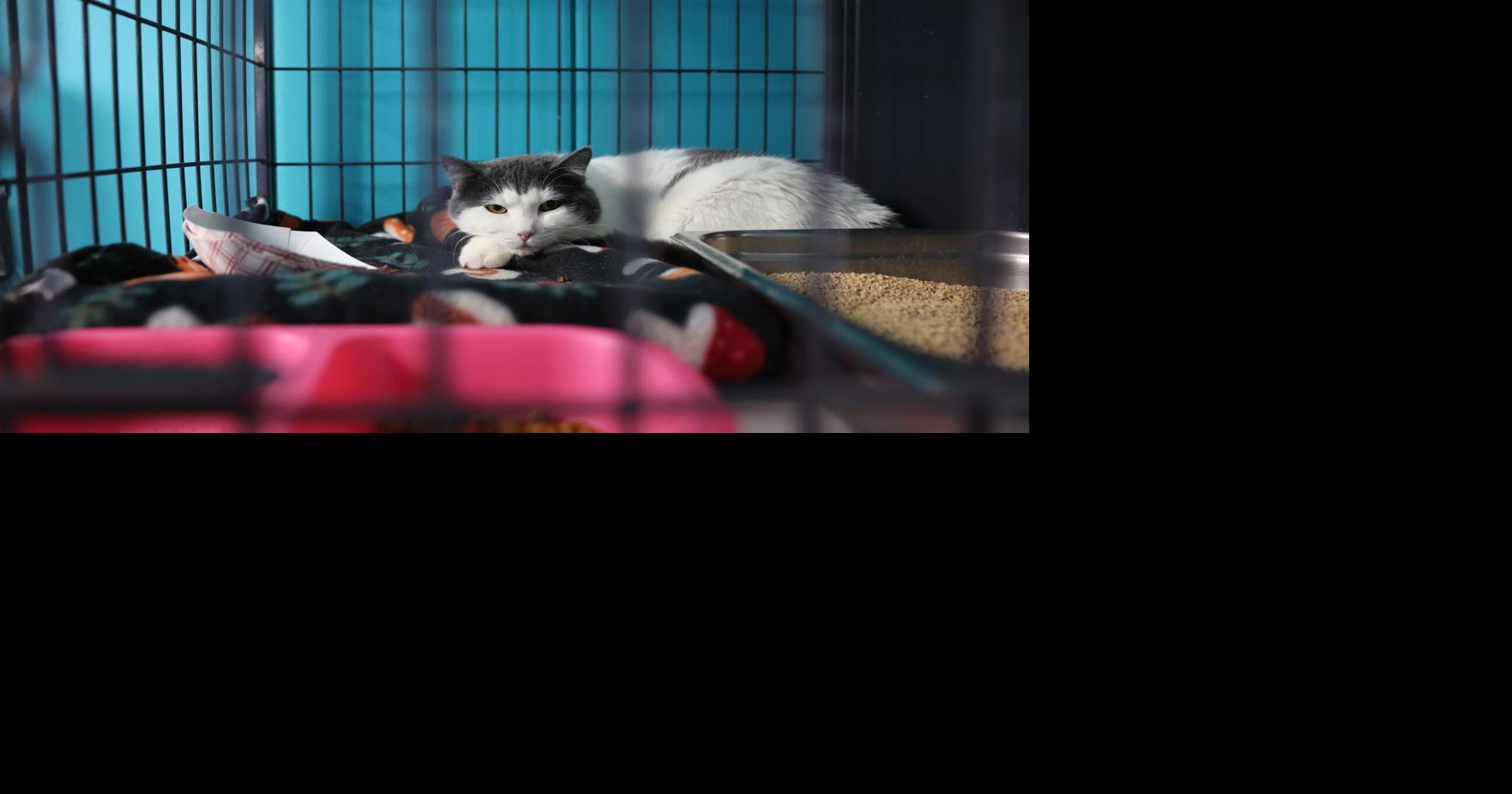 Davenport plans purchase of properties for animal shelter