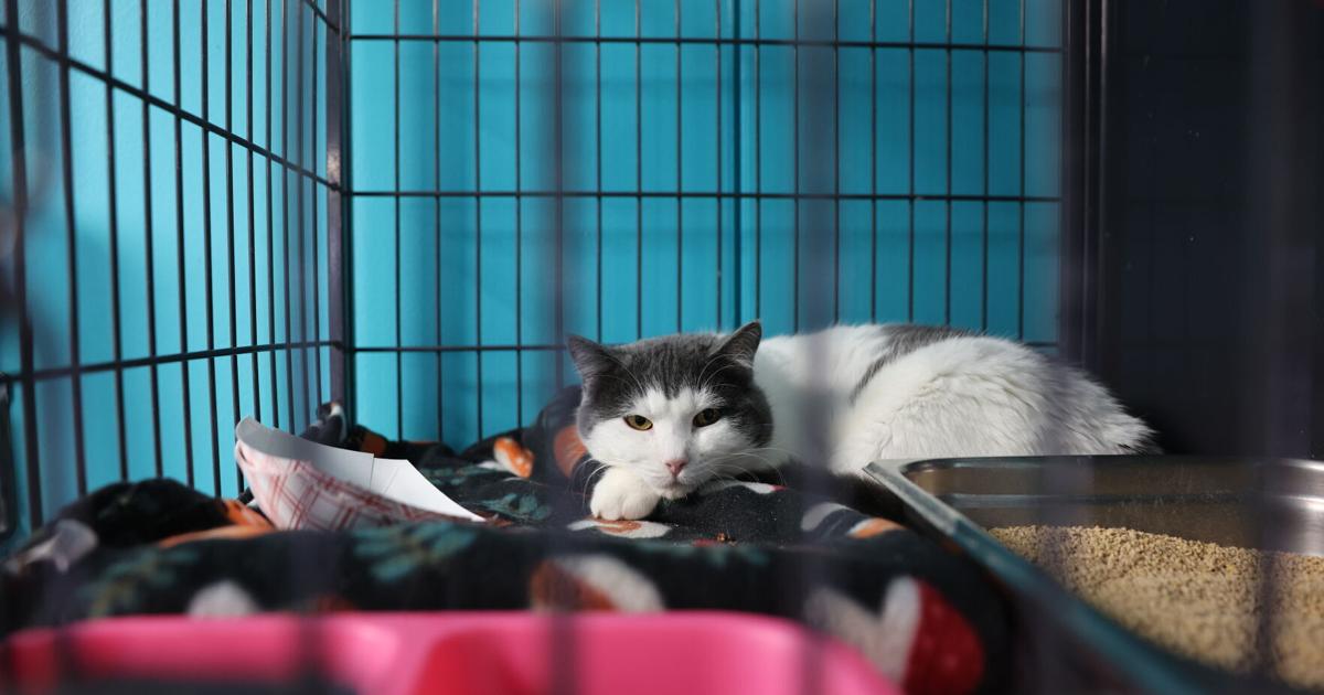 Davenport plans purchase of properties for animal shelter