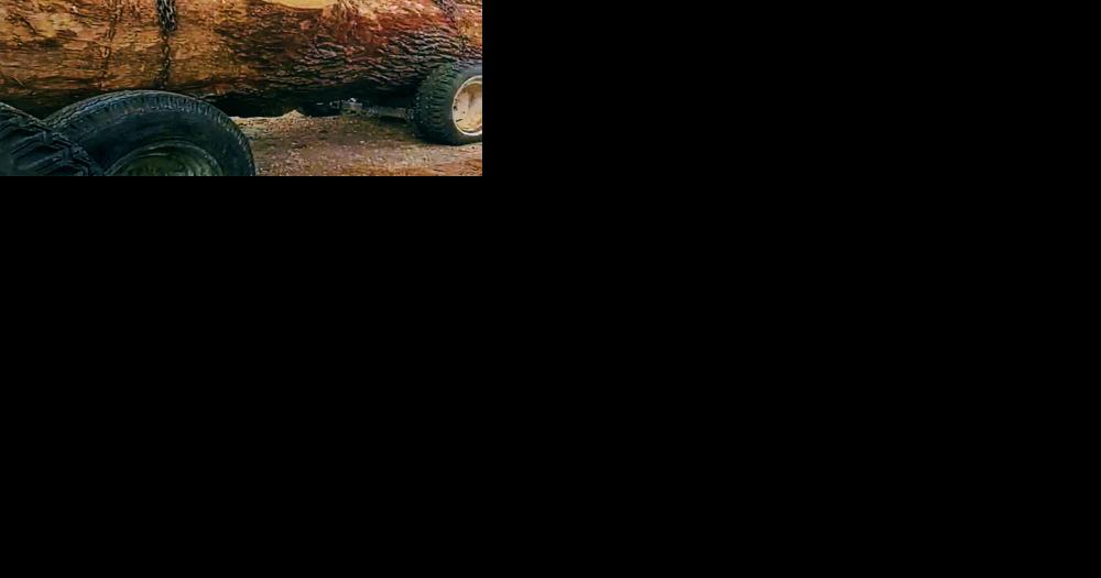Northwest Iowa tree thief found guilty of 51 charges - Vimarsana News