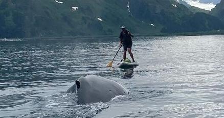 See how an Alaska paddleboarder escaped close encounter with massive humpback whale See how an Alaska paddleboarder escaped close encounter with massive humpback whale