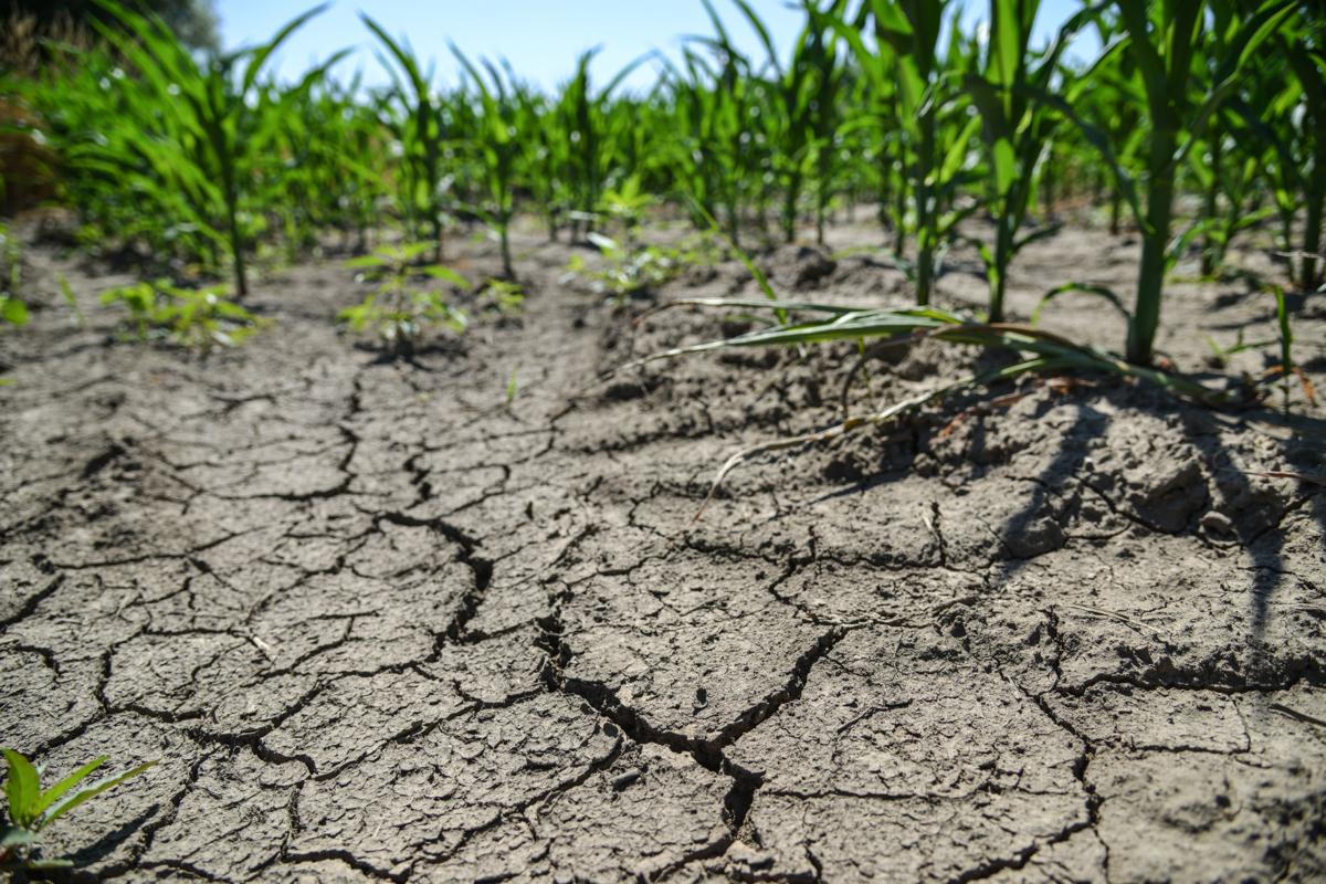 Farmer's level of concern will rise if 'abnormally dry' conditions