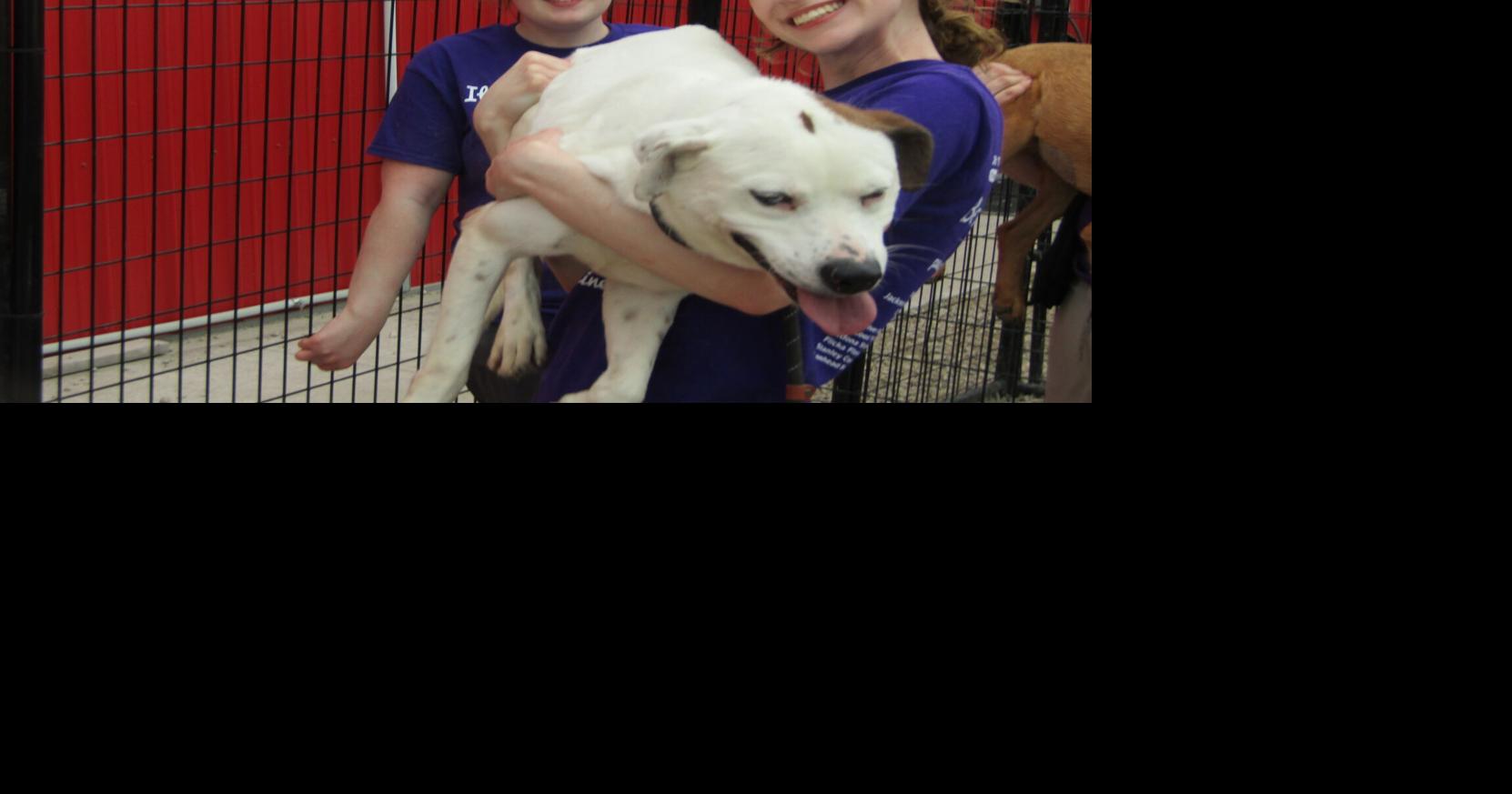 It Takes a Village begins animal control operations for Muscatine