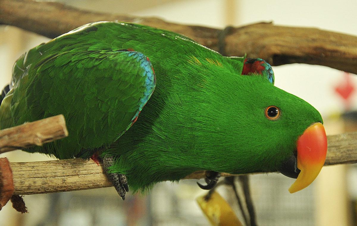 Where Can I Buy Parrot Food In The Area Where Can I Buy Parrot Food In The Area