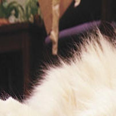 It S The Cat Or The Librarian Local Muscatinejournal Com