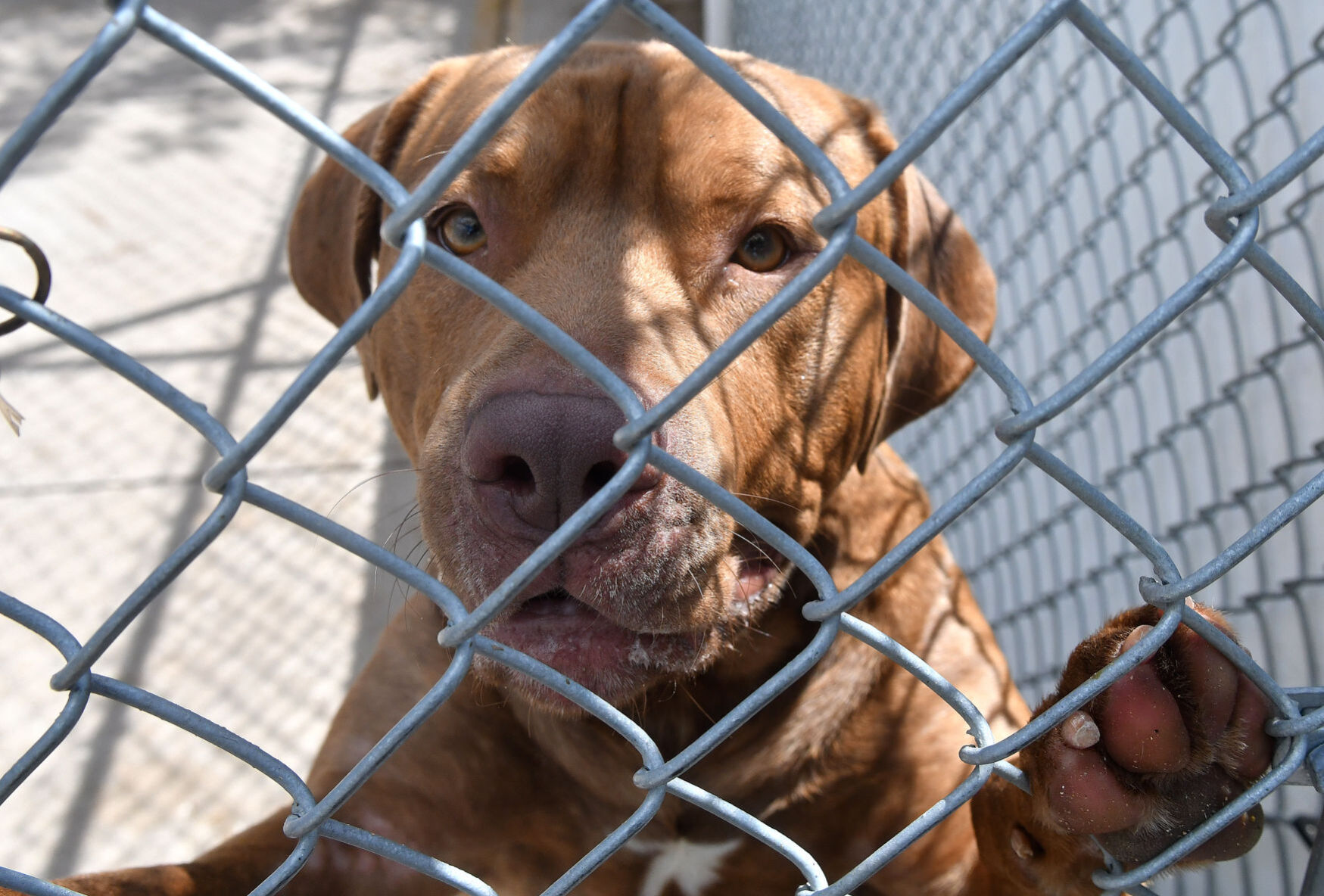 Dog kennels quad cities sale