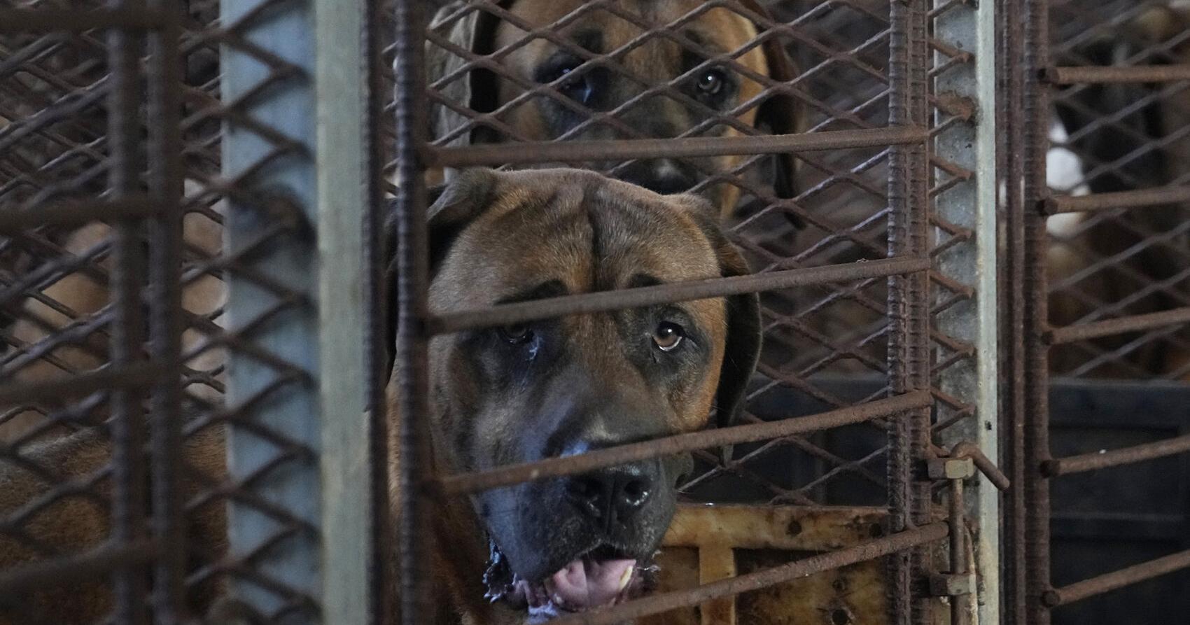 South Korean dog meat farmers push back against growing moves to outlaw their industry - Vimarsana News