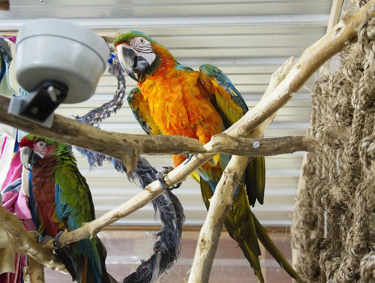 Iowa Parrot Rescue receives $50,000 grant for upgrades | Muscatine