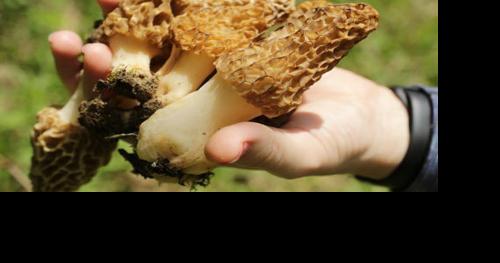 Morel mushrooms at center of food poisoning outbreak - Vimarsana News