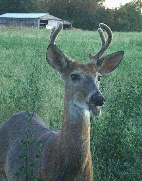 deer season