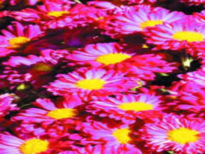 Mum S The Word During Iowa S Spring Garden Mums Planted Now Will