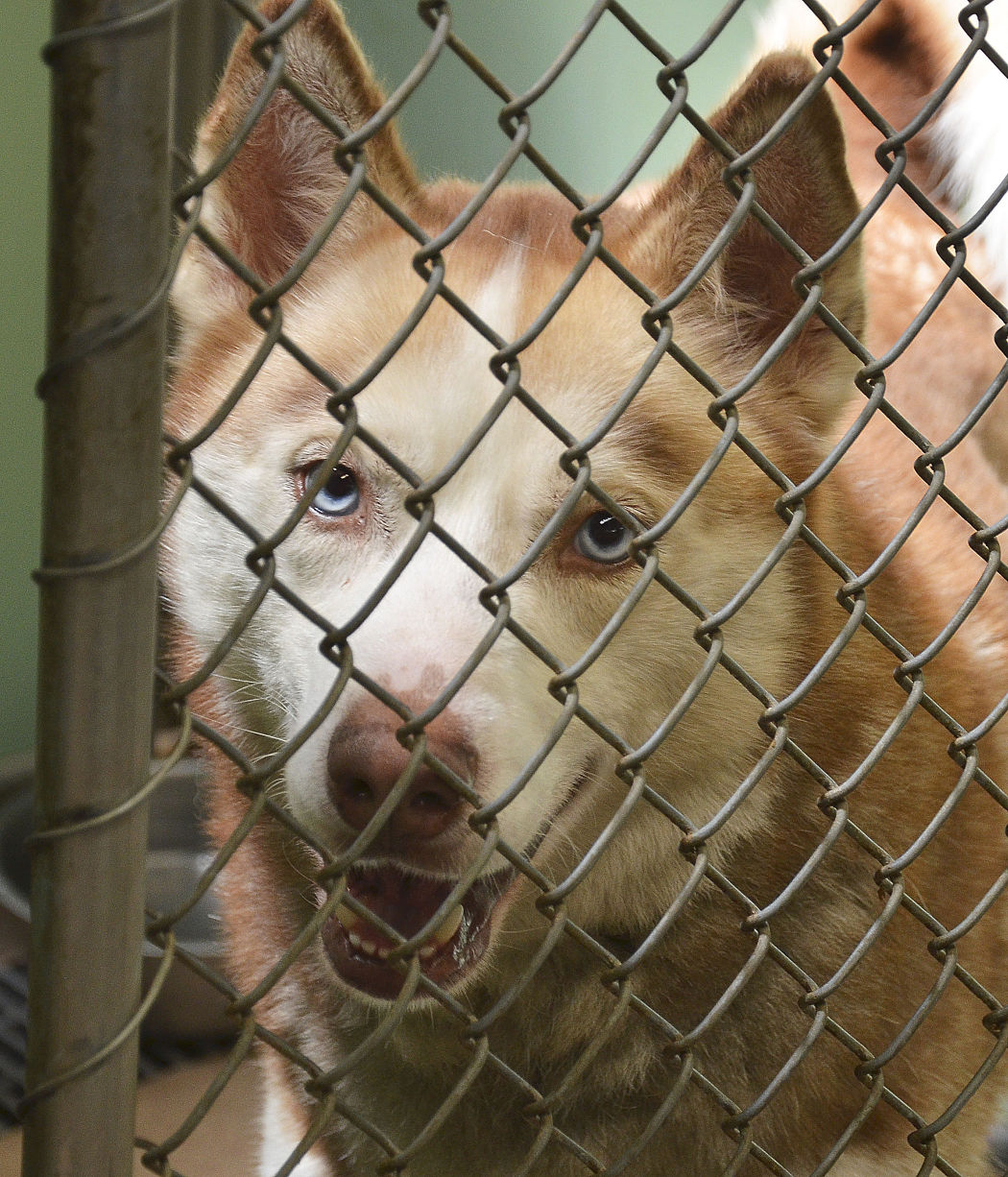 It's The Leash You Can Do: Volunteers Needed To Help Give Pets A Home ...