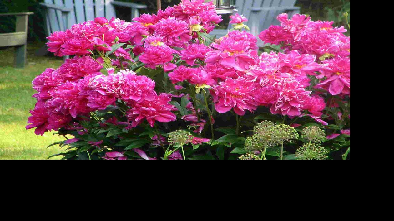 How to divide peonies Home & Garden