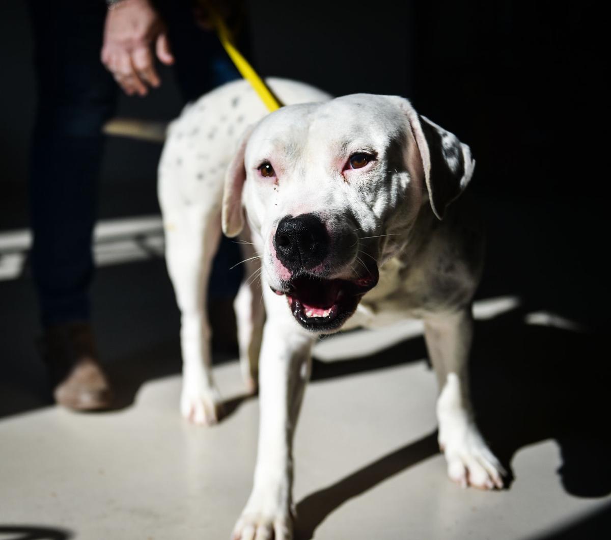 022020-qc-nws-animals-008