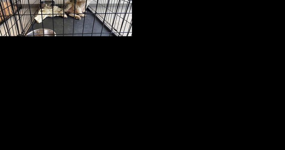 Seizure of 131 dogs from Iowa puppy mill prompts legislator to call for action - Vimarsana News