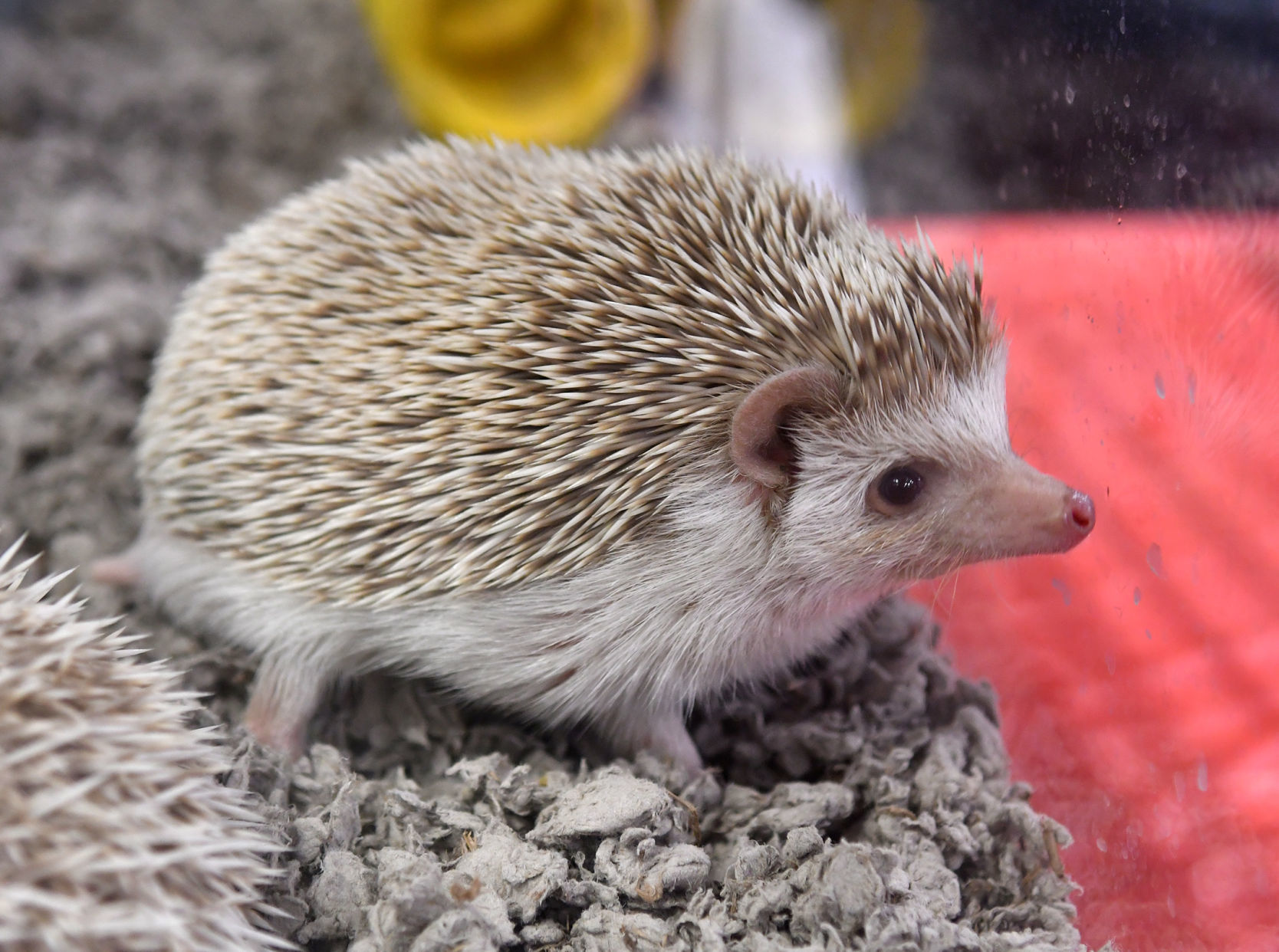 hedgehog petsmart