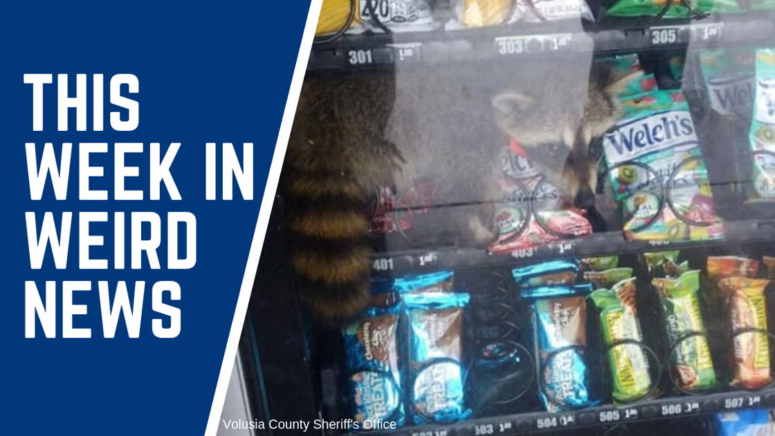 Gentleman Raccoon Gets Trapped In A Vending Machine And
