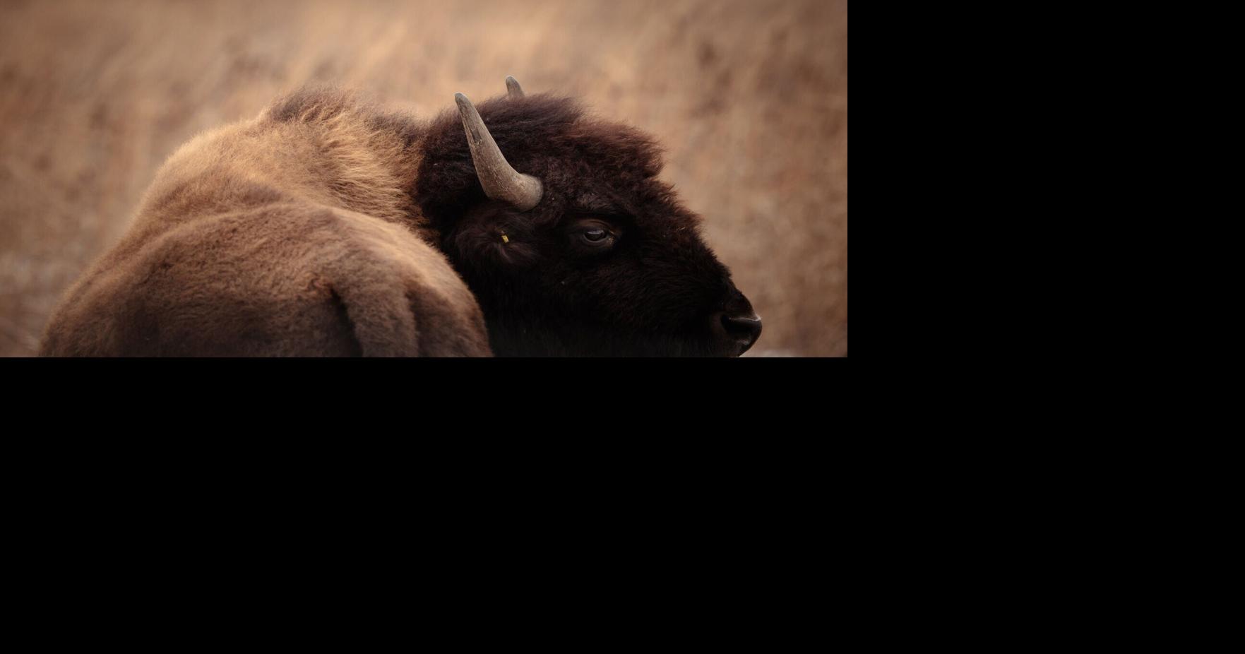 Bison return to Kane County after 200 years, a crucial step for ...