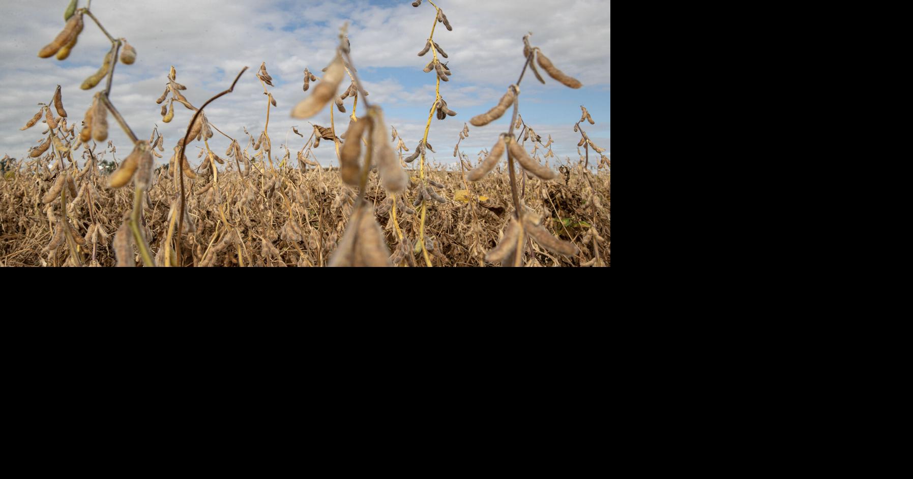 Tariffs, costs, disease squeeze Iowa farms