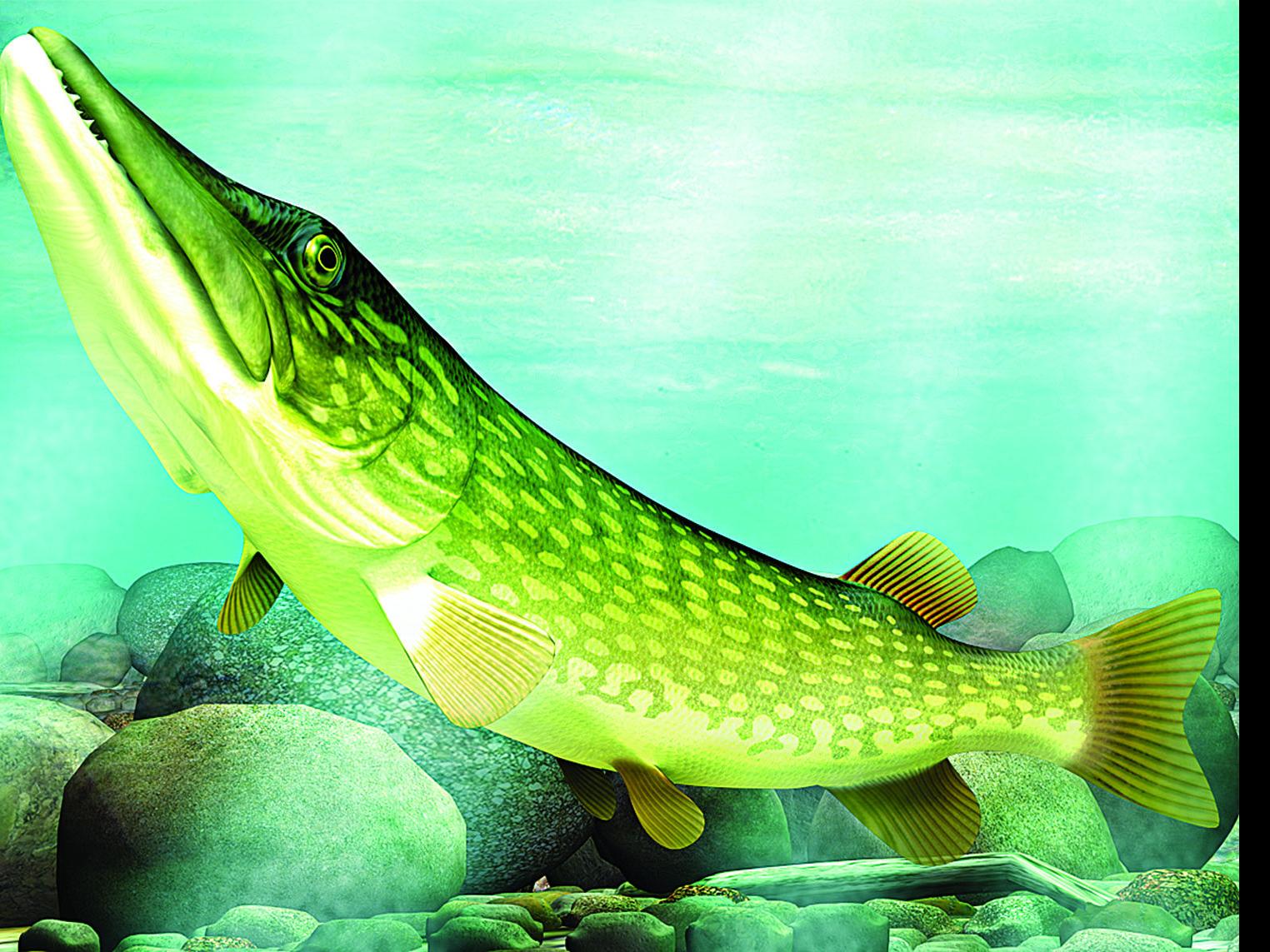 Johnnie Crain Dnr Set To Begin Spring Netting For Walleye