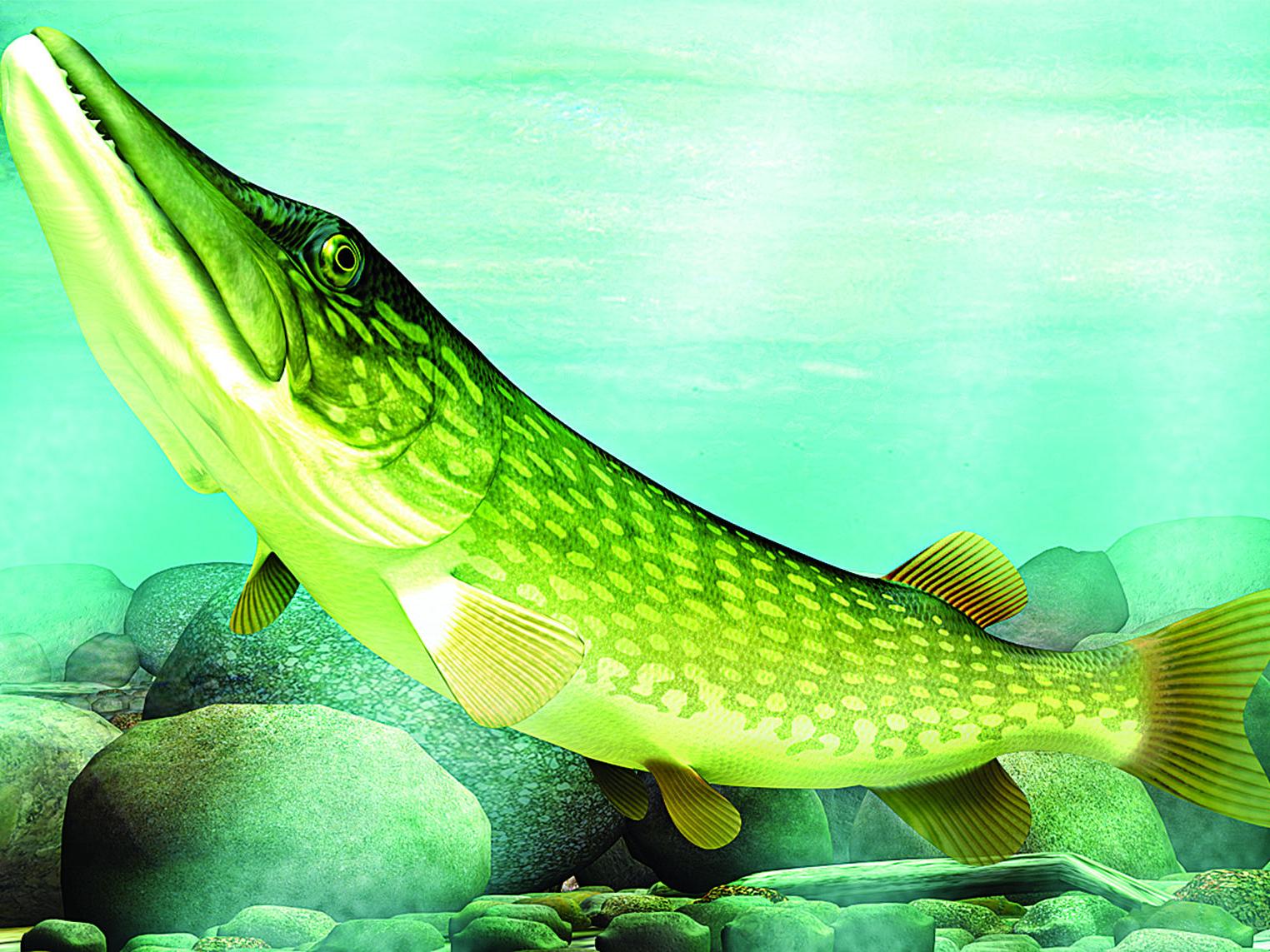 Johnnie Crain Dnr Set To Begin Spring Netting For Walleye