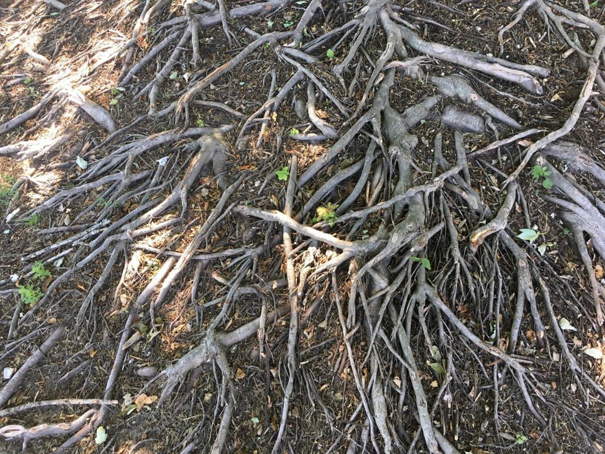 Trees talk? Research indicates trees communicate through their roots