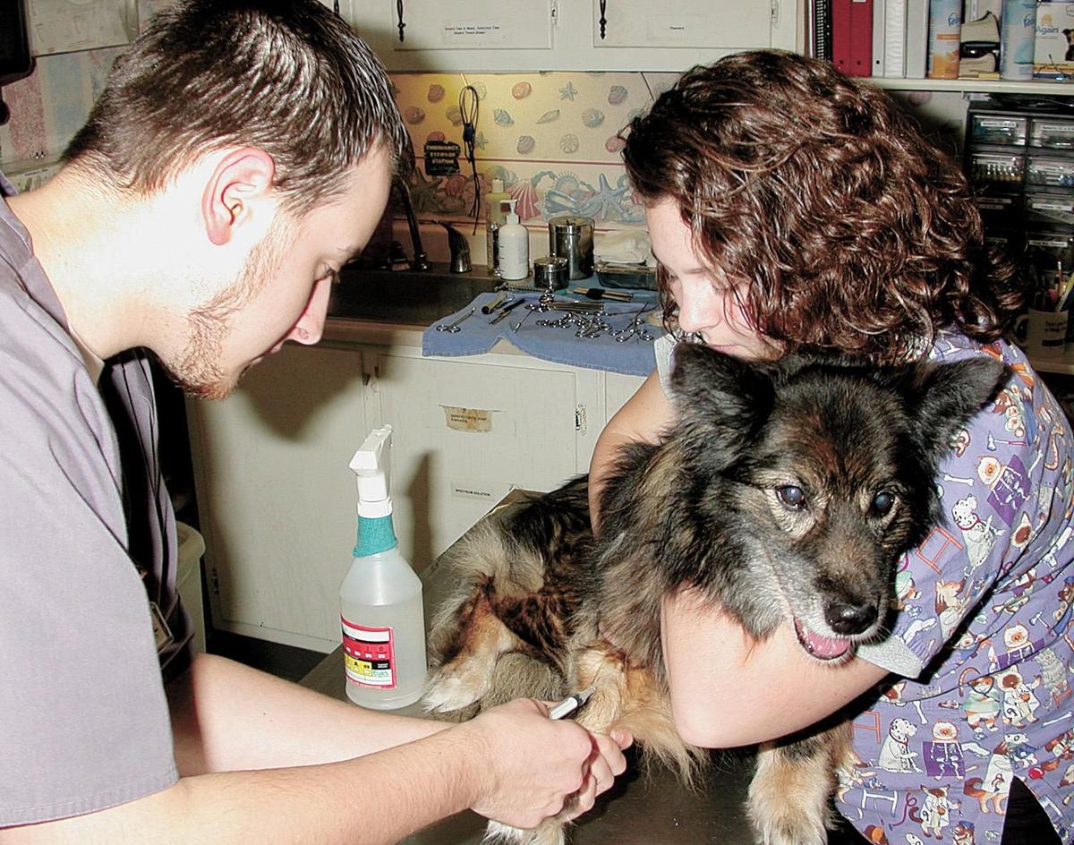 Local vets incorporate blood parasite test with routine blood work in