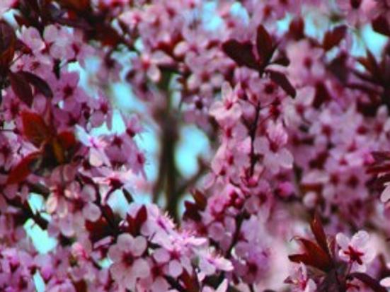 Selecting Fruit Varieties That Will Grow In Iowa Muscatinejournal Com