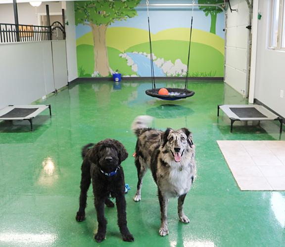 Home - Happy Dog Pet Resort