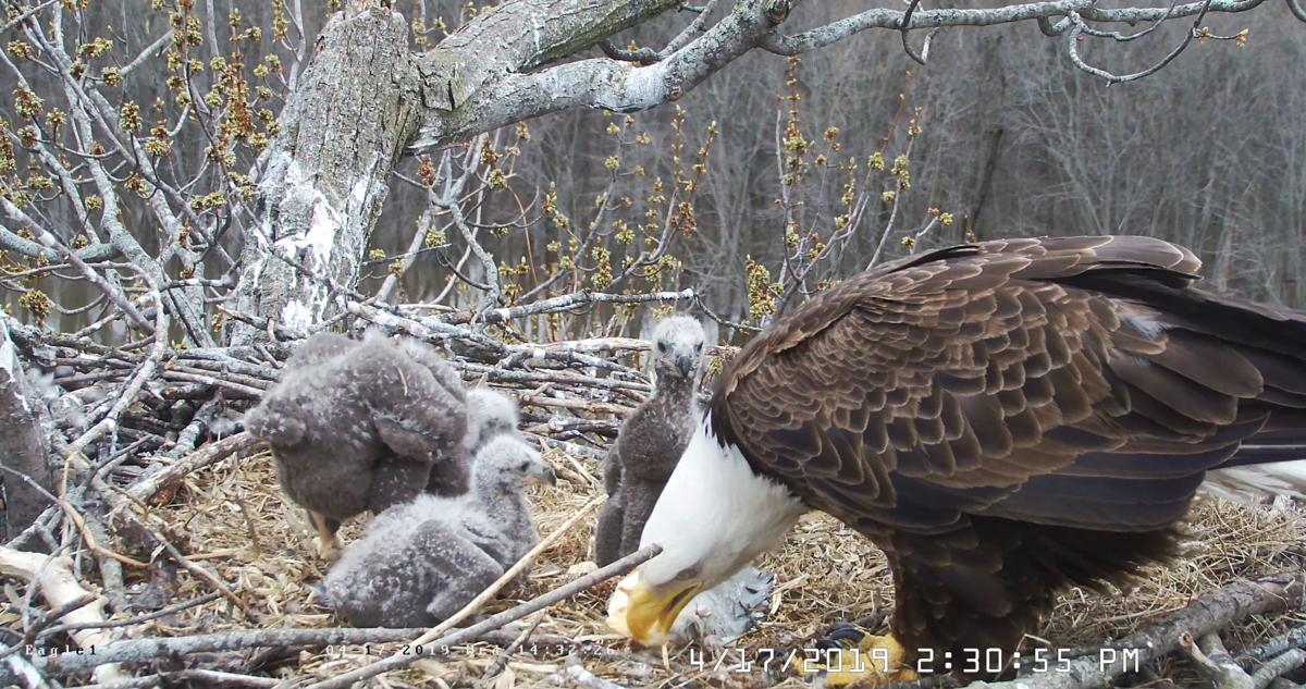 Unusual Eagle Threesome Attracts World Attention Local