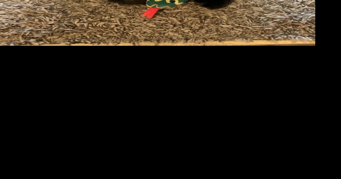 GRUBAUGH: Giving all kitties a chance through the power of adoption
