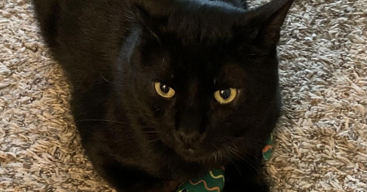 Patsy Grubaugh GRUBAUGH: Giving all kitties a chance through the power of adoption