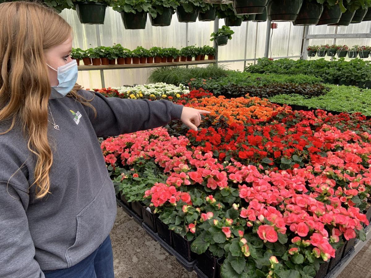 Muscatine FFA Greenhouse plant sale starts April 23, online options