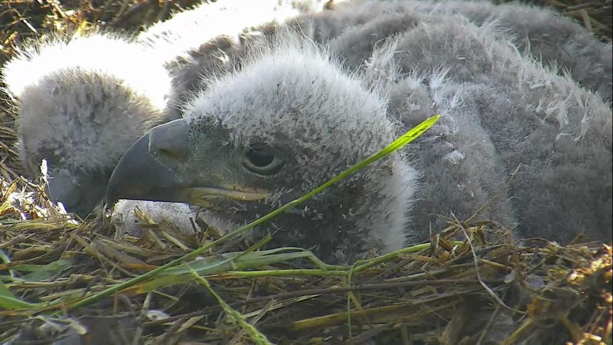Voting Underway For Arconic Eaglets Two Pairs Of Names Have Local Ties Business Muscatinejournal Com