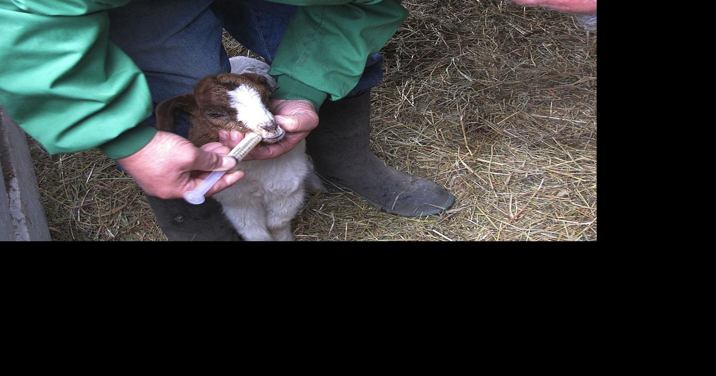 Involuntary slaughter Dogs kill nearly 40 goats on local farm