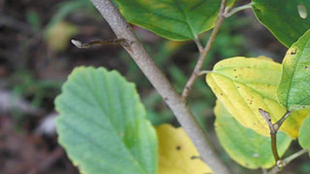 Consider Witch Hazel Pawpaw Lifestyles Muskogeephoenix Com
