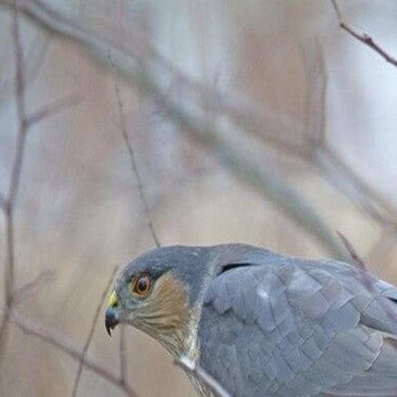 Birding Today: Keep your eyes open for the Sharp-shinned Hawk ...