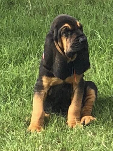 black bloodhound puppy