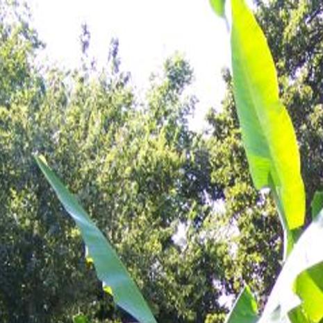 Gardening Banana Trees Do Well In Muskogee Area Lifestyles