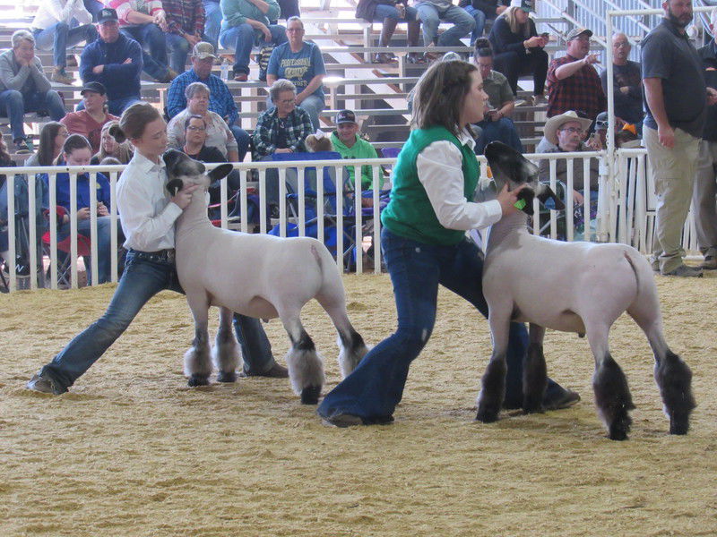 More than 300 sheep compete at livestock show News