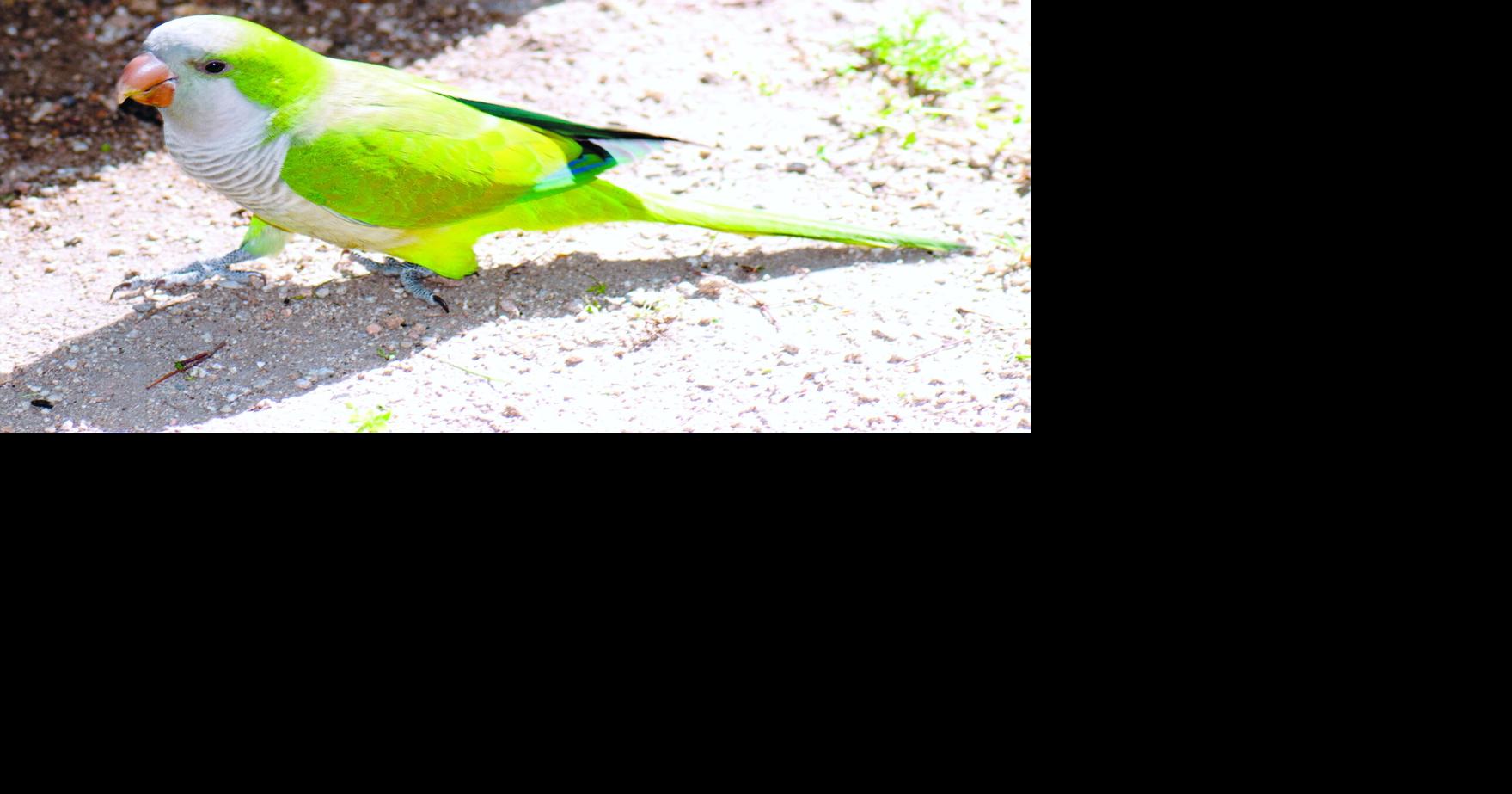 BIRDING TODAY: Stu, Sara continue trip through Midwest
