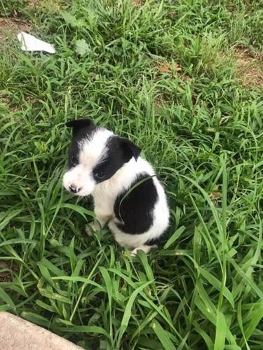Deputies rescue abandoned dogs, search for owner | News ...