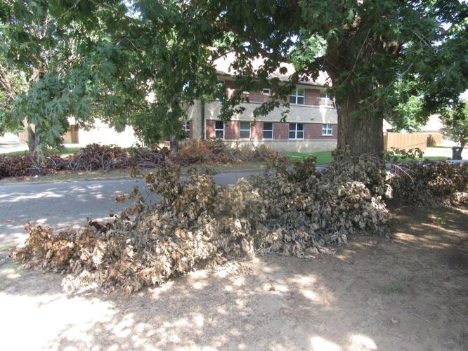 City will pick up tree limbs from June storms News